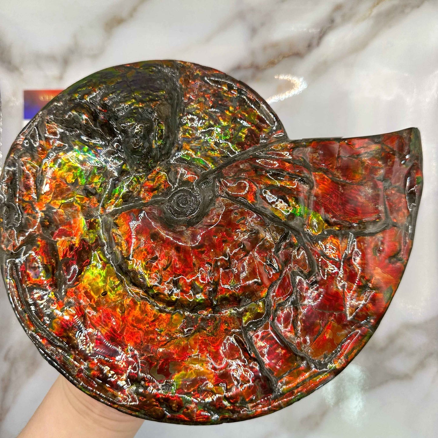 斑彩風水螺M20254(D3617)