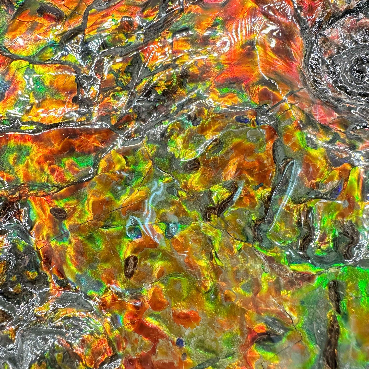 斑彩風水螺M20254(D3617)