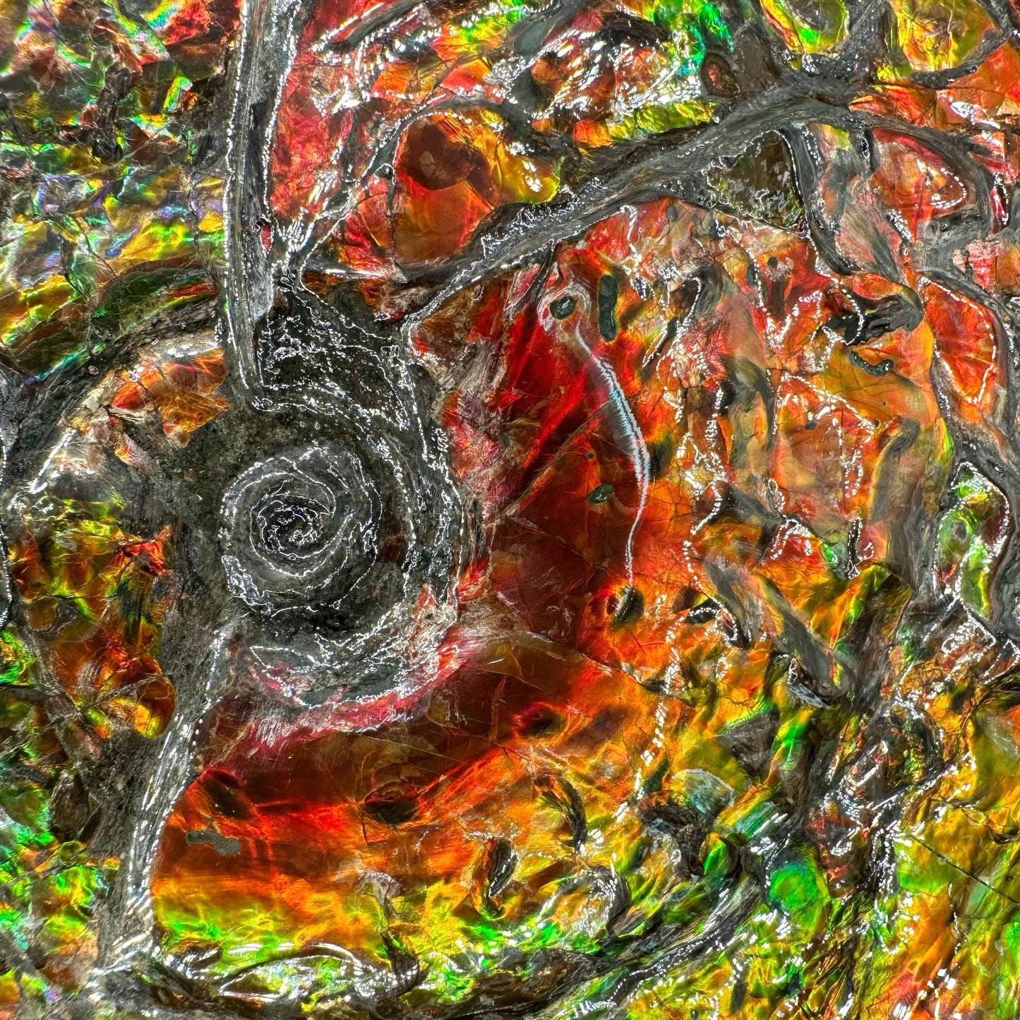 斑彩風水螺M20254(D3617)