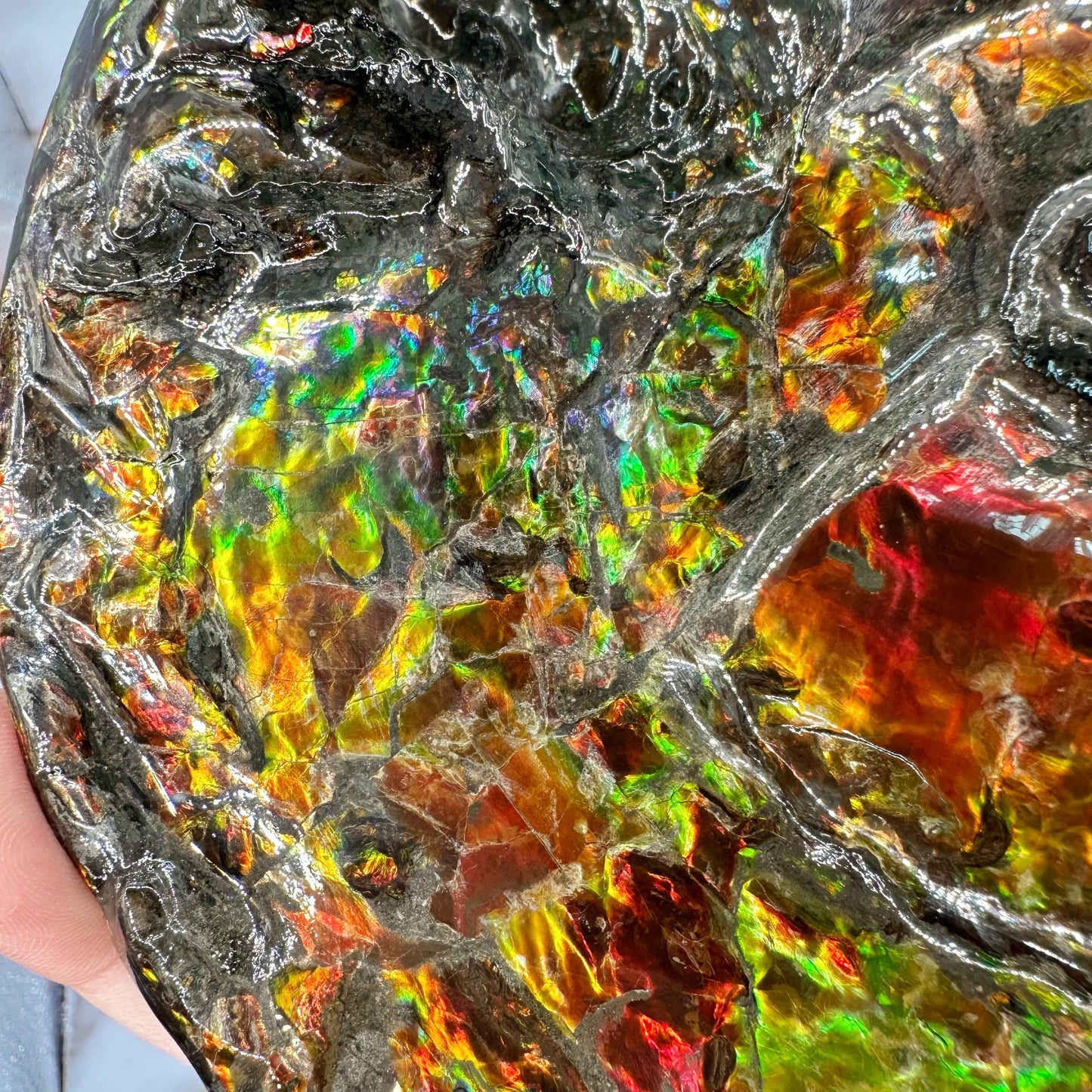 斑彩風水螺M20254(D3617)