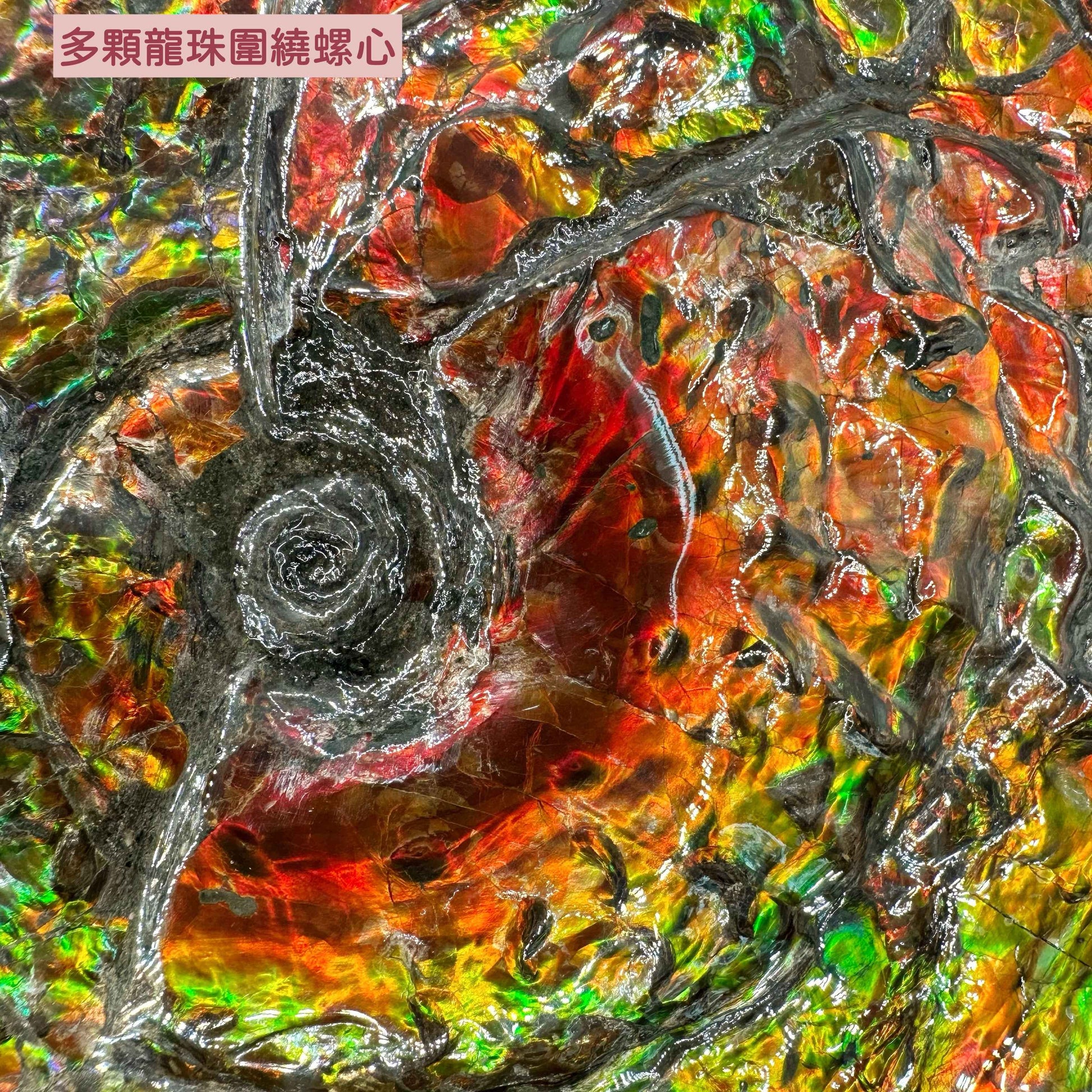 斑彩風水螺M20254(D3617)