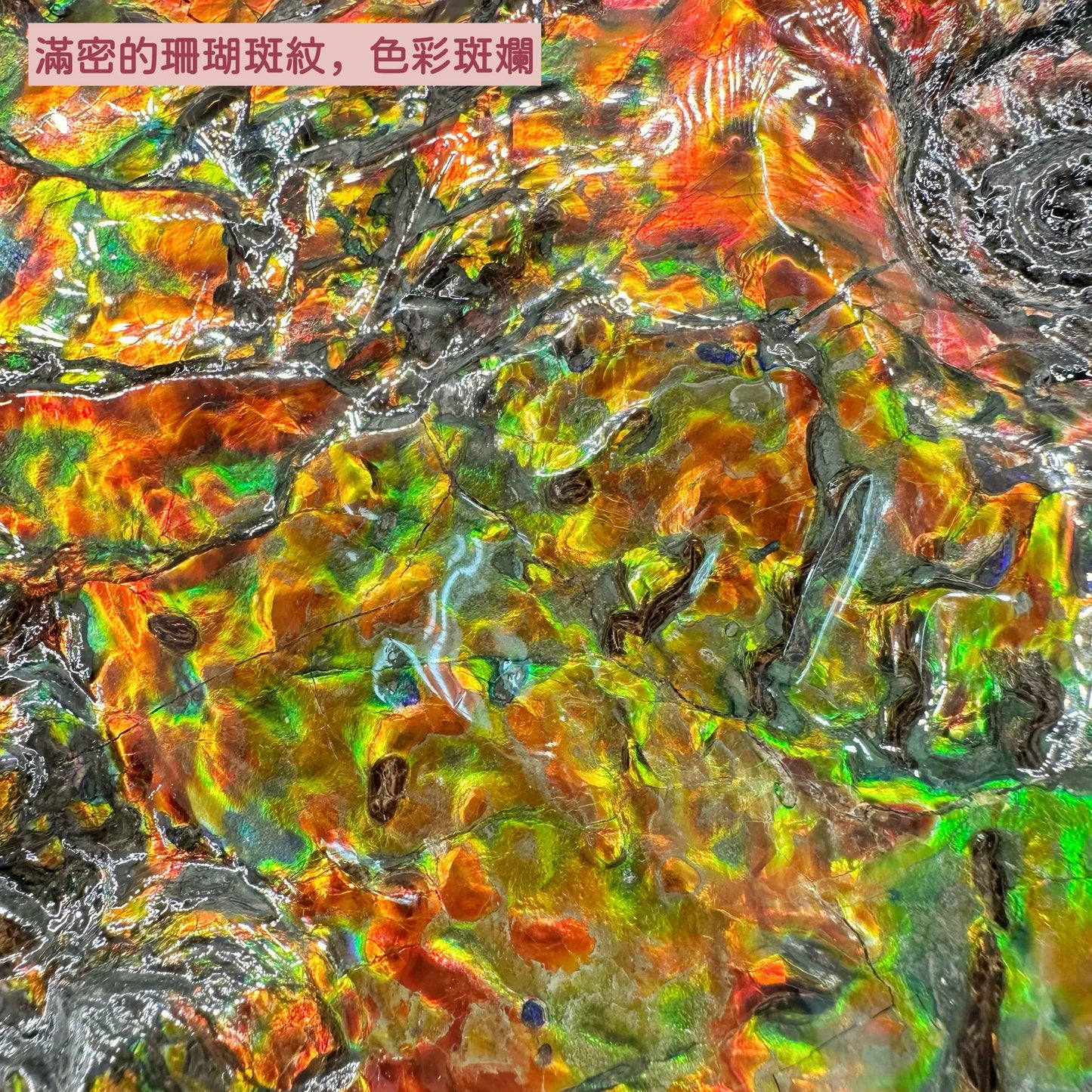 斑彩螺(D3617)M20254