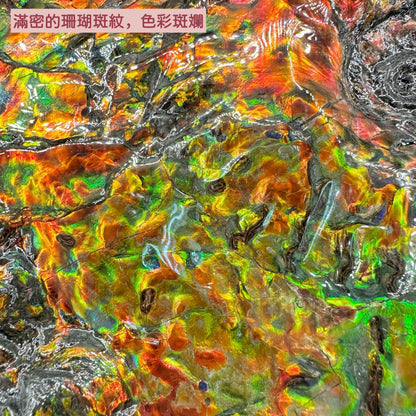 斑彩螺(D3617)M20254
