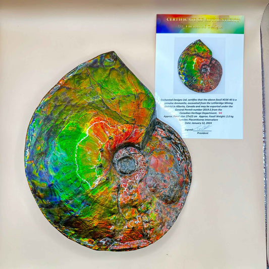 斑彩風水螺M20253