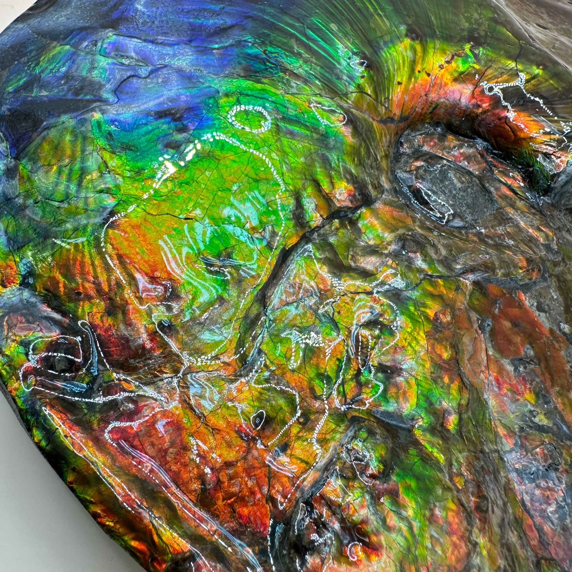 斑彩風水螺M20253