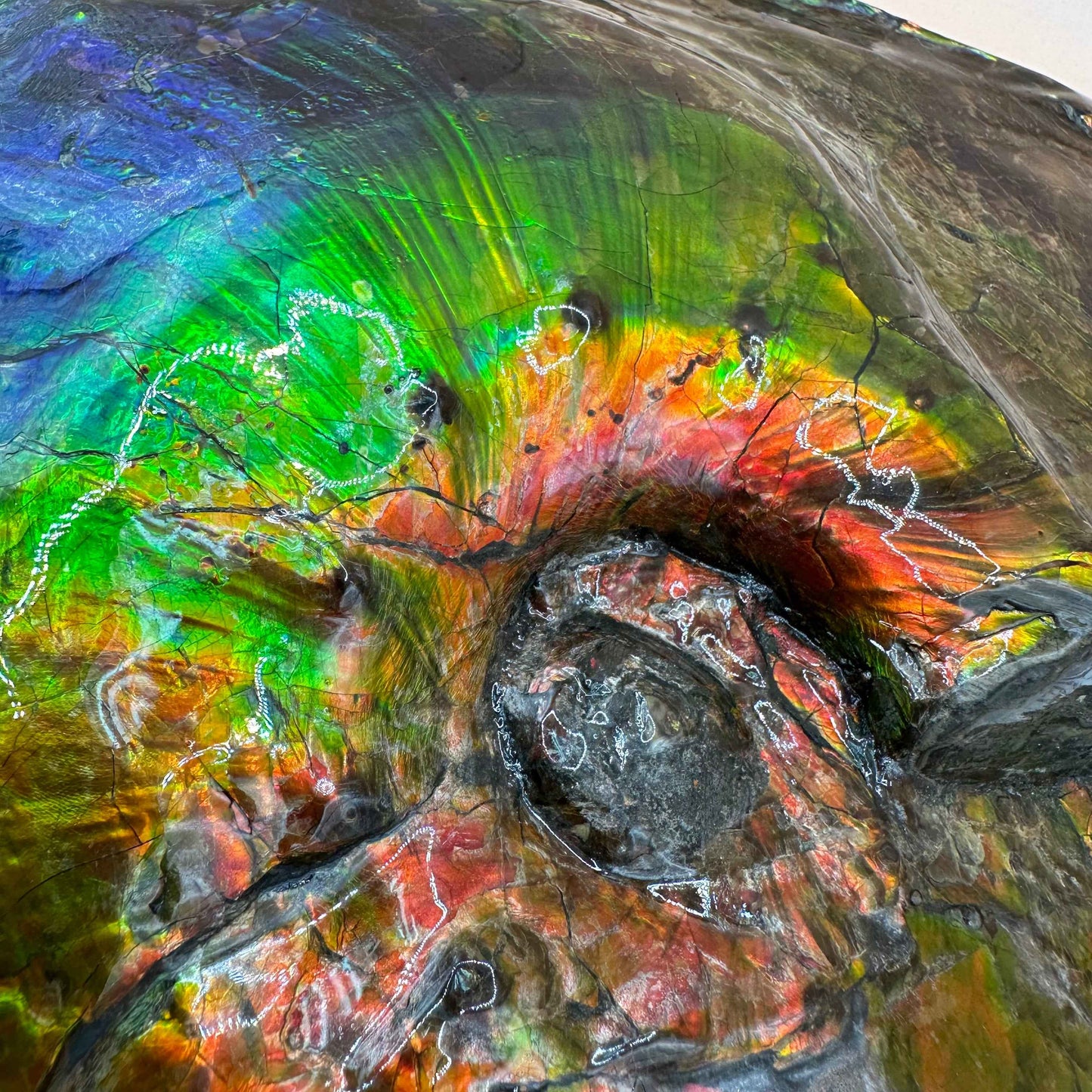 斑彩風水螺M20253