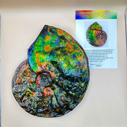 斑彩風水螺M20253