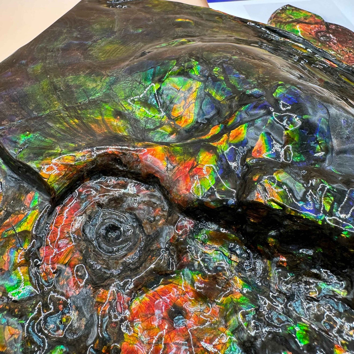 斑彩風水螺M20253