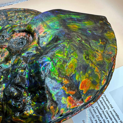 斑彩風水螺M20253