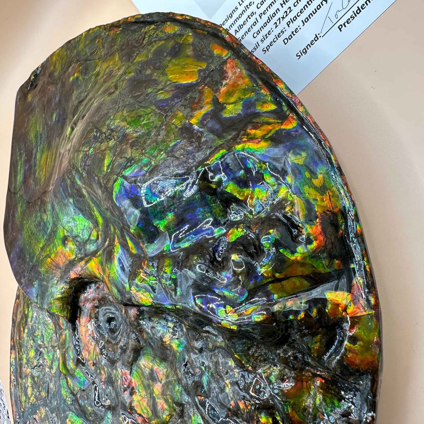 斑彩風水螺M20253