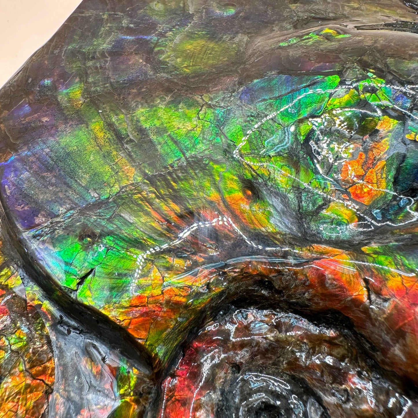 斑彩風水螺M20253