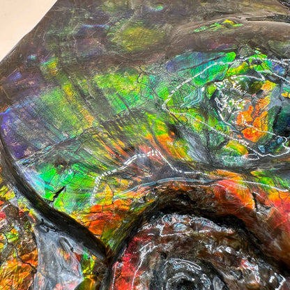 斑彩風水螺M20253