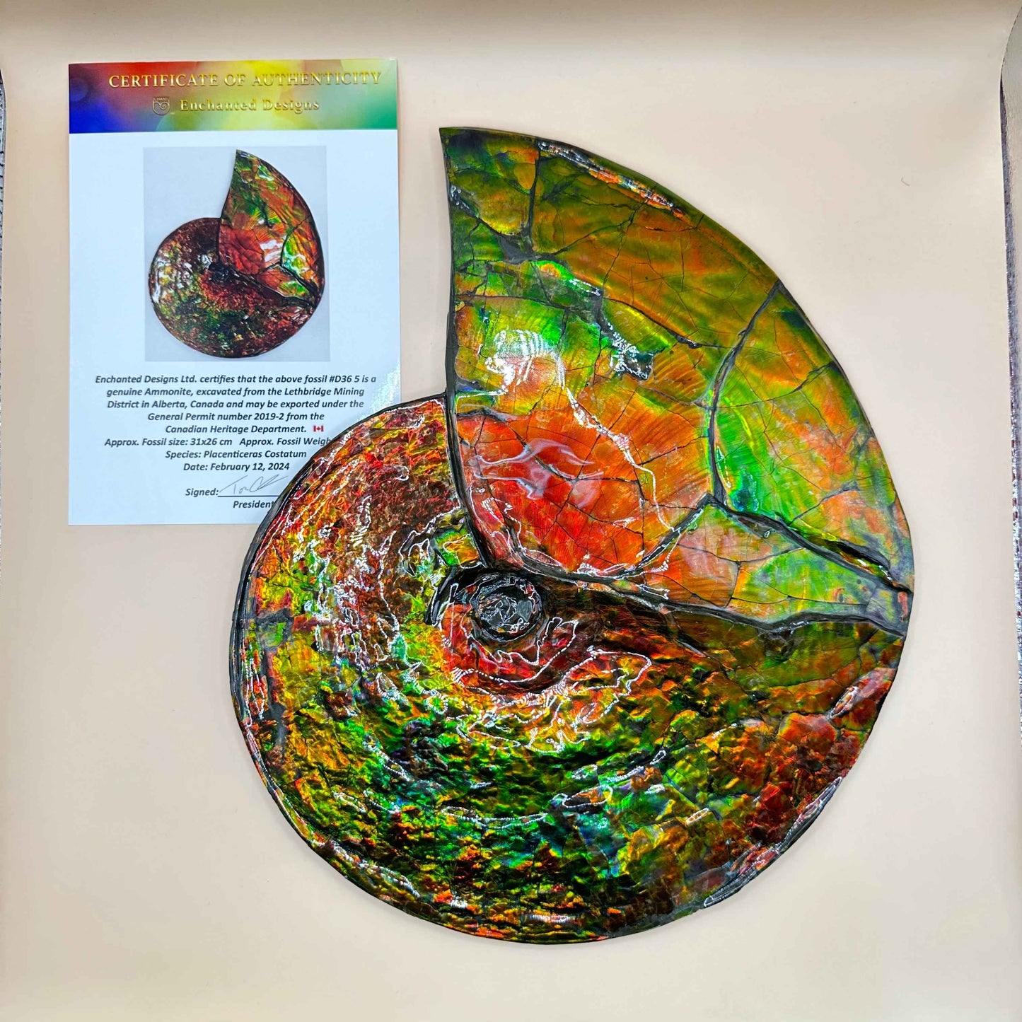 斑彩風水螺M20252(D365)