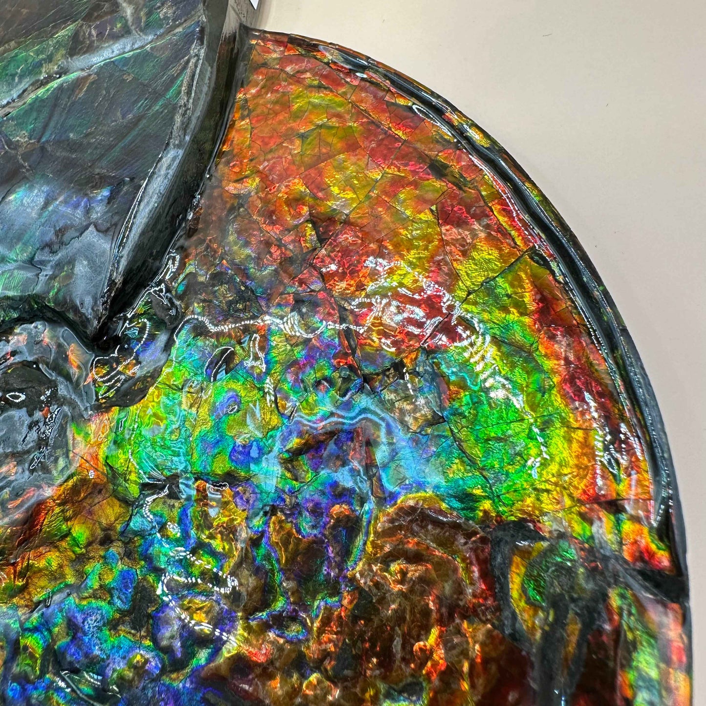 斑彩風水螺M20252(D365)