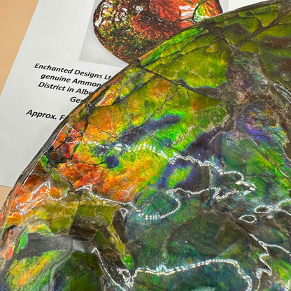 斑彩風水螺M20252(D365)