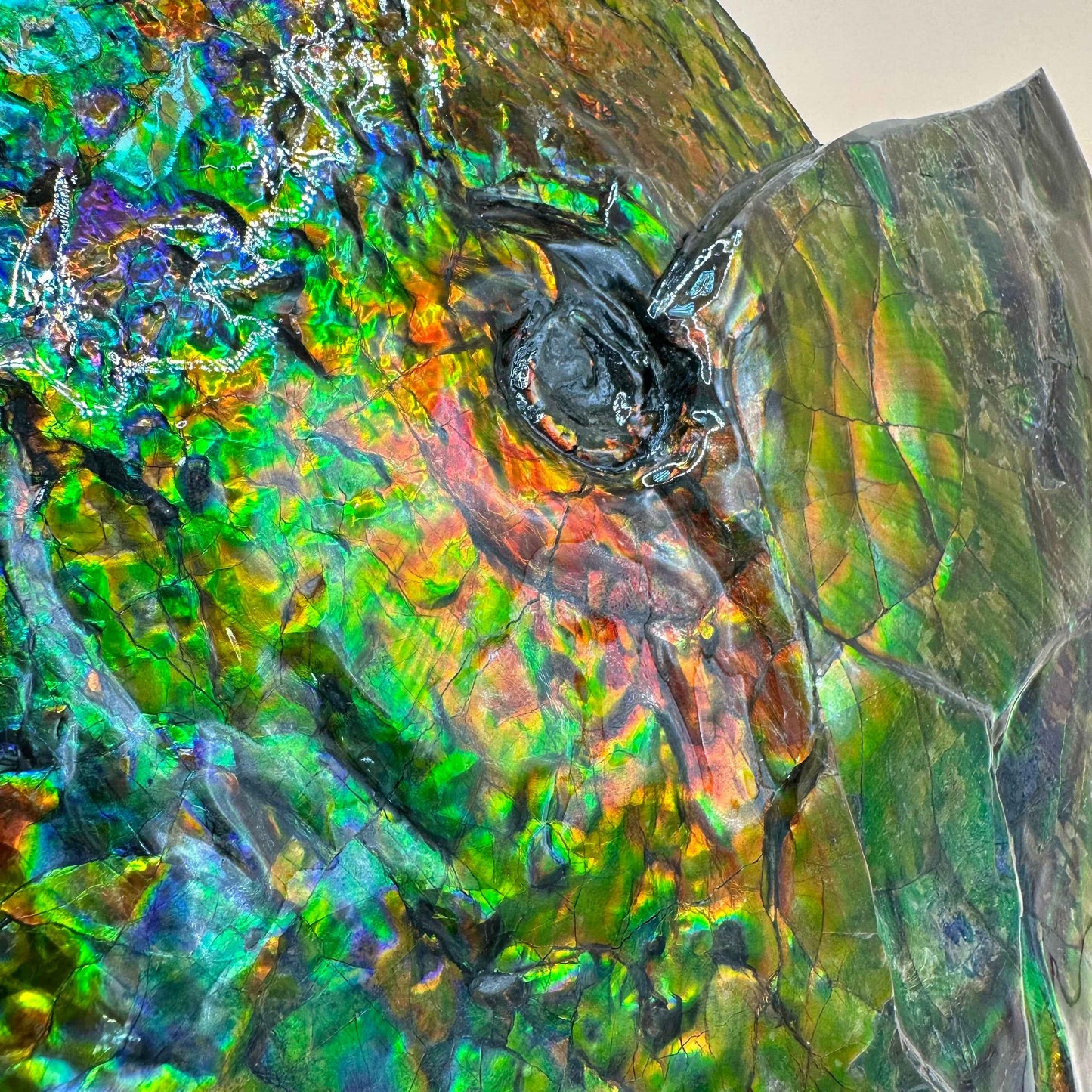 斑彩風水螺M20252(D365)