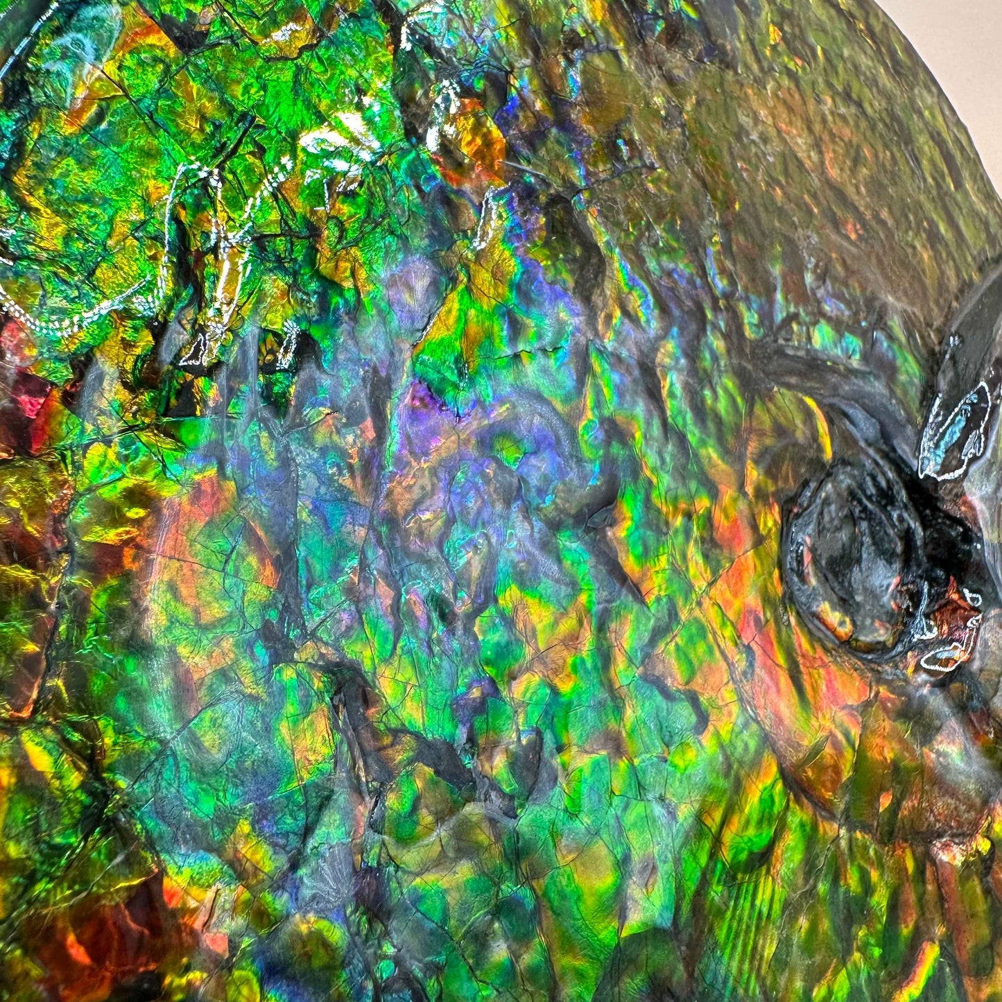 斑彩風水螺M20252(D365)