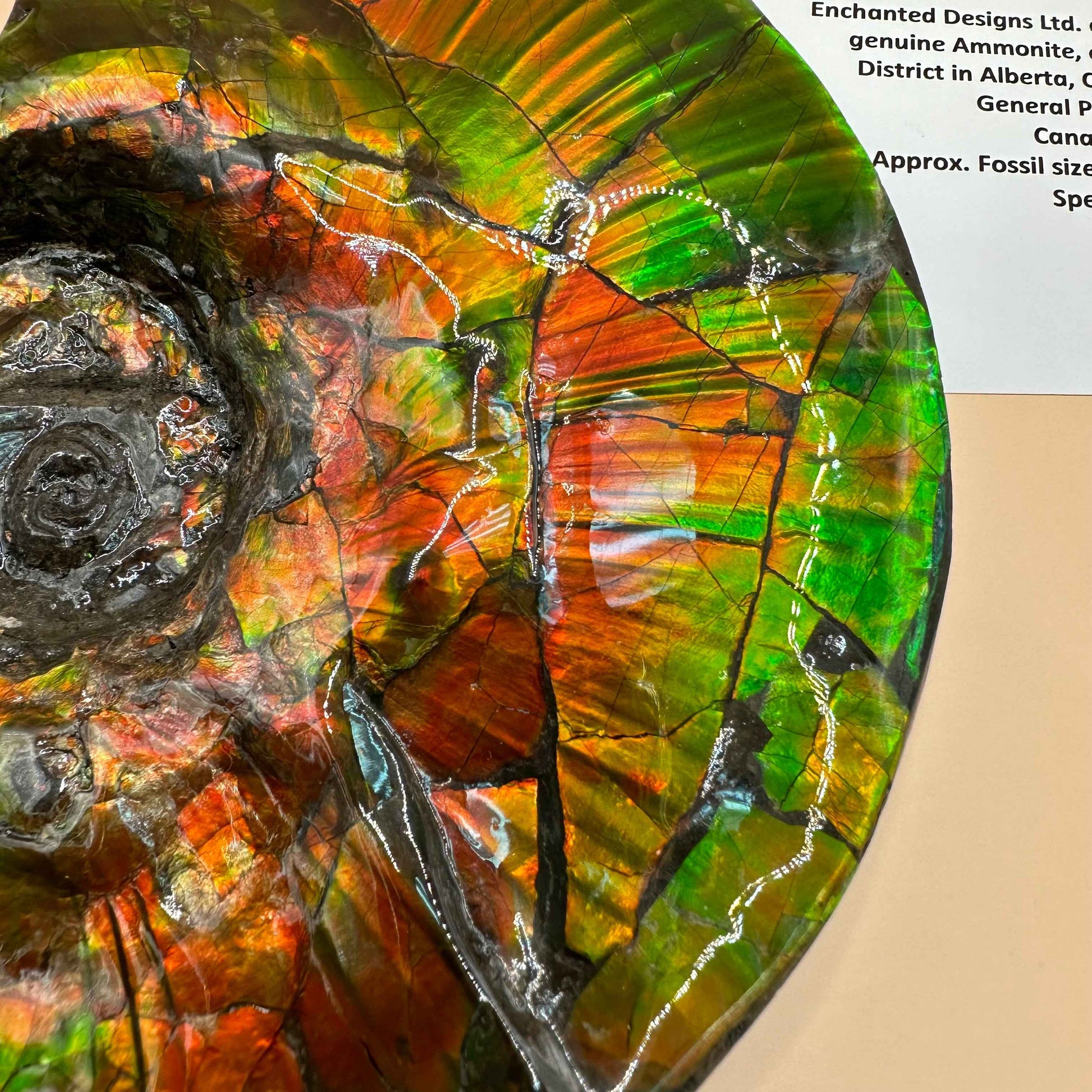 斑彩風水螺M20255(D314)