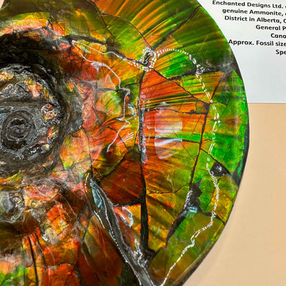 斑彩風水螺M20255(D314)