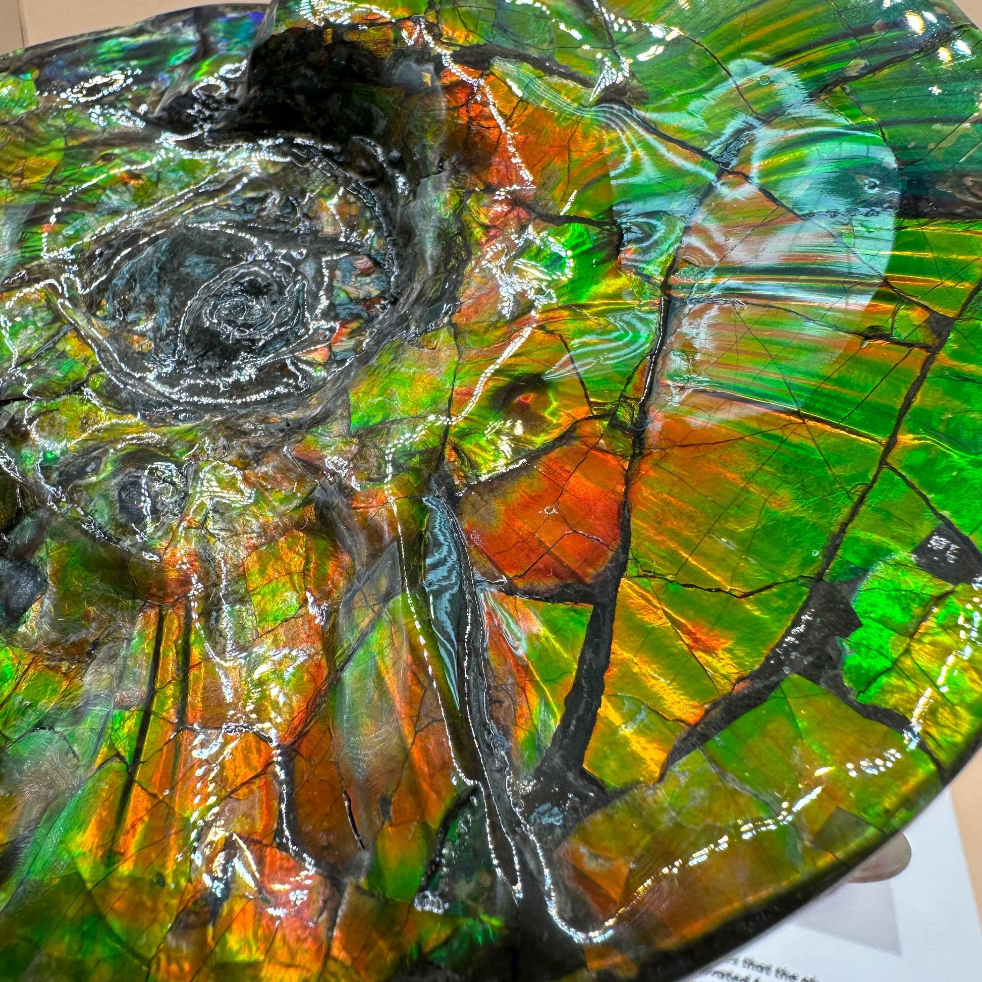 斑彩風水螺M20255(D314)