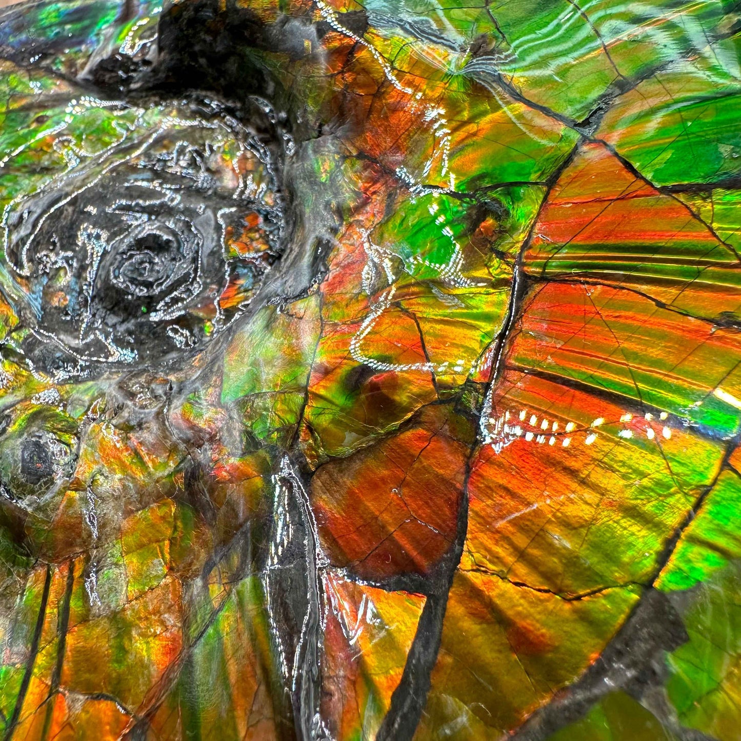 斑彩風水螺M20255(D314)