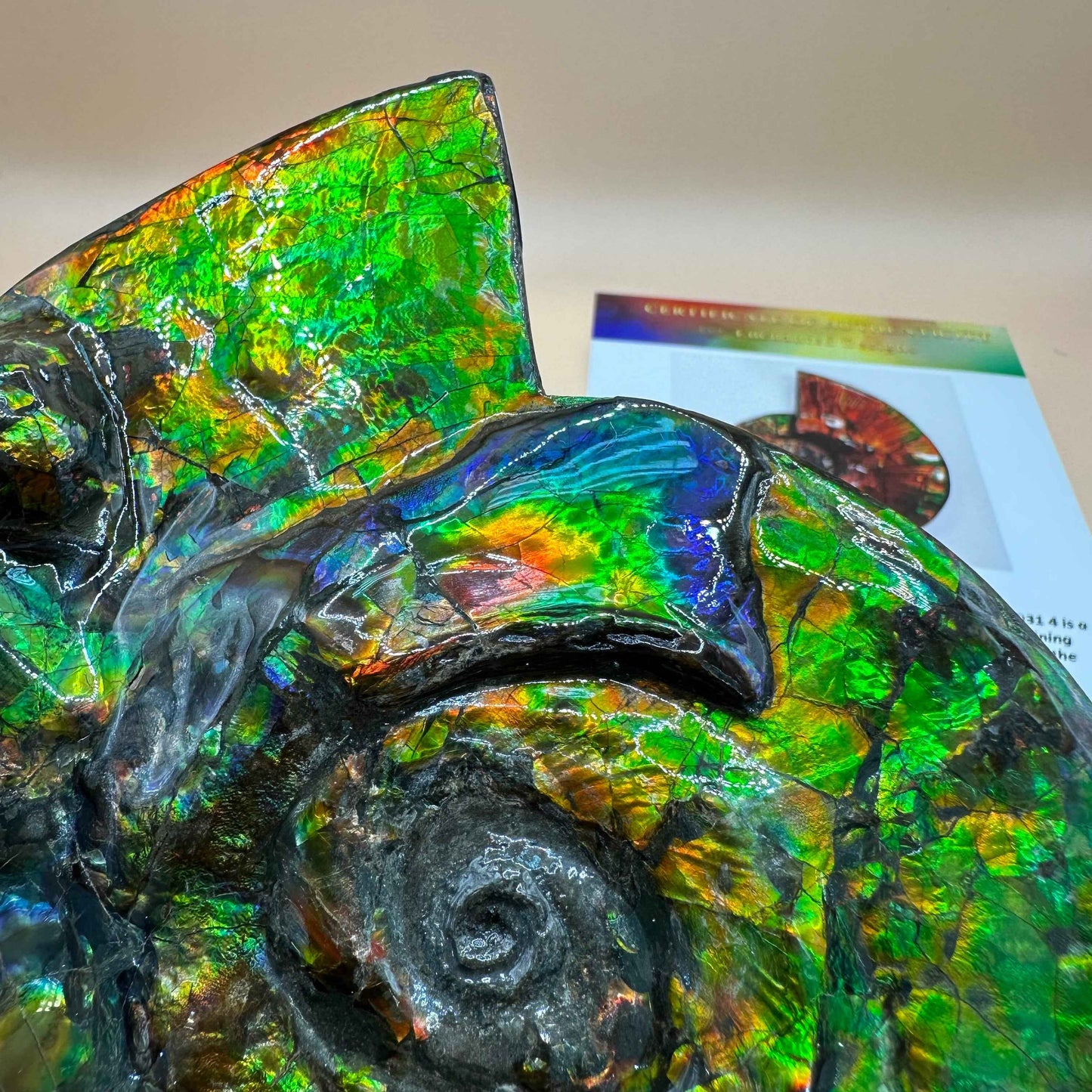 斑彩風水螺M20255(D314)