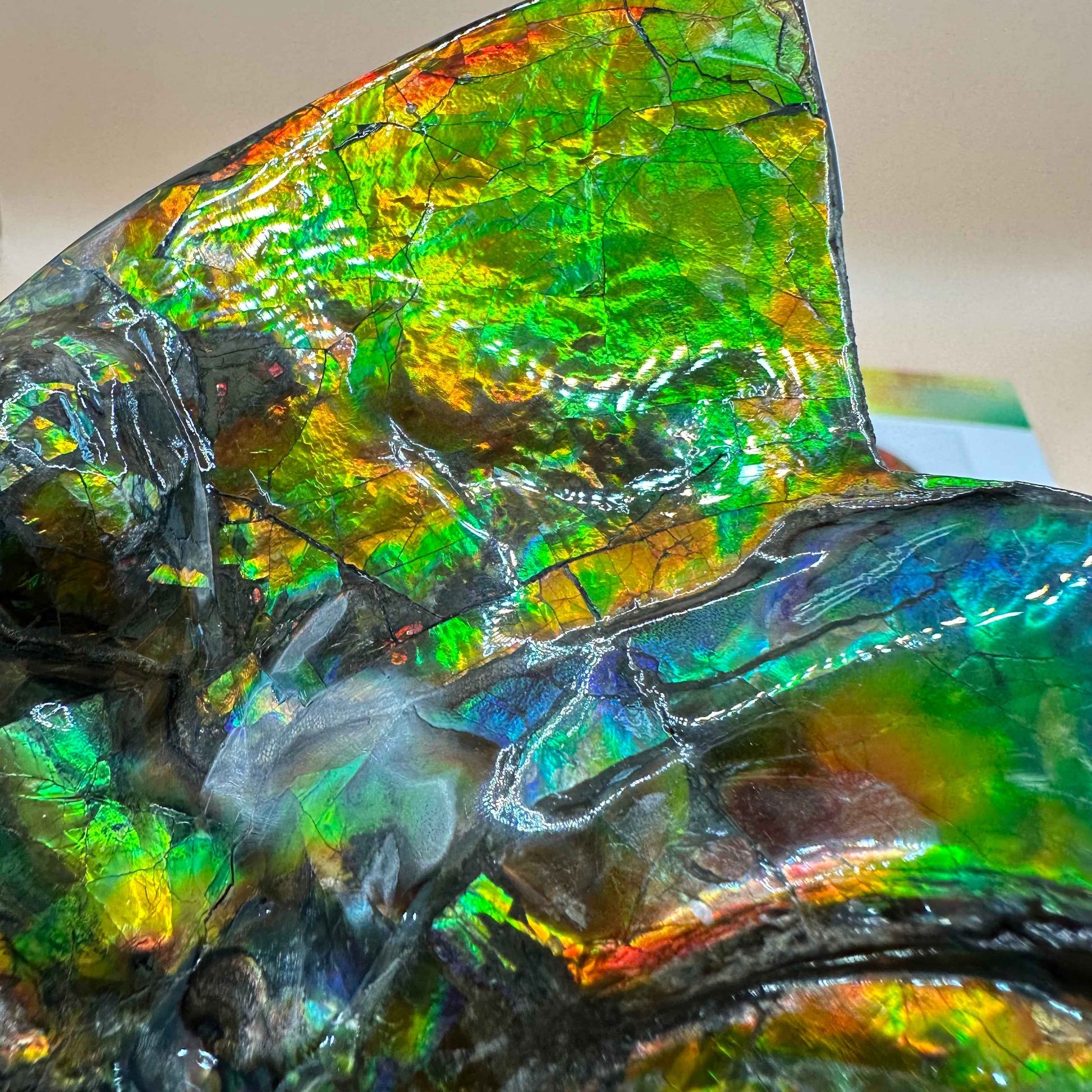 斑彩風水螺M20255(D314)