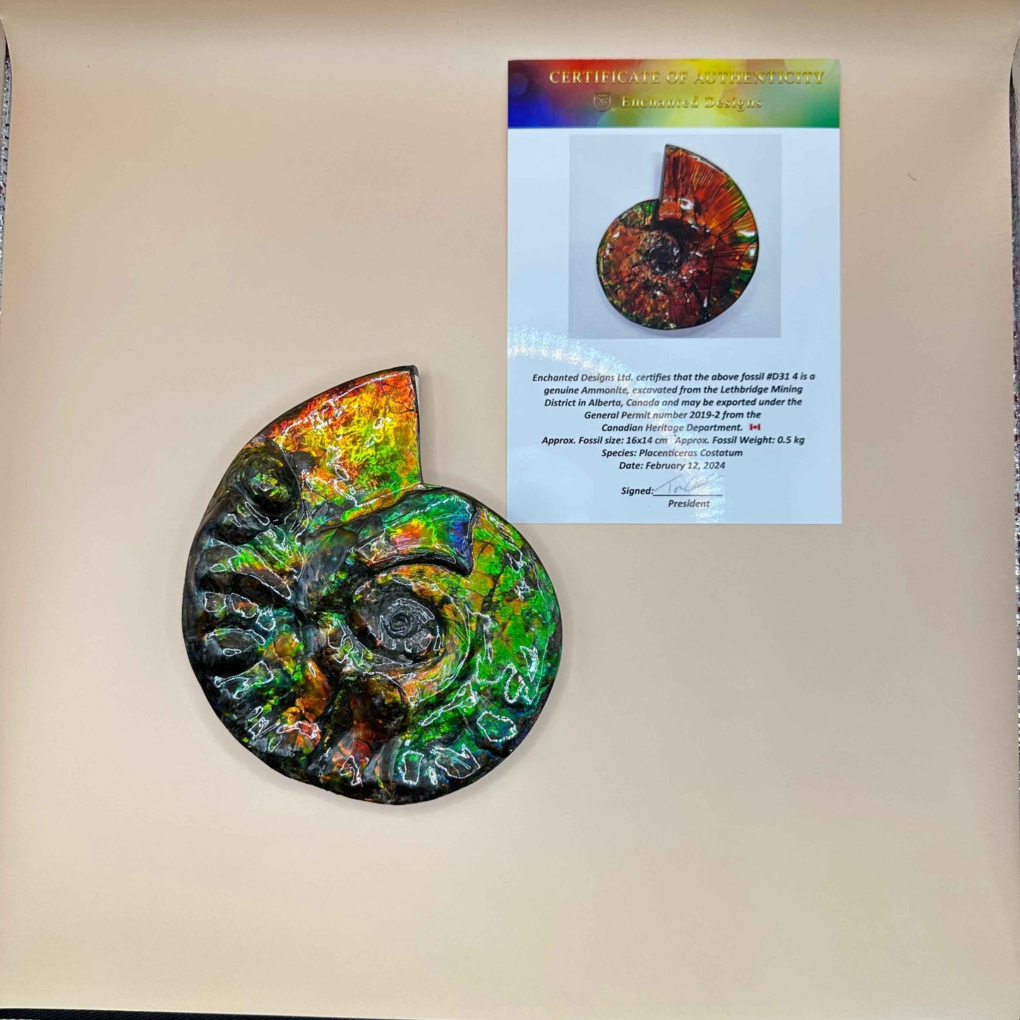 斑彩風水螺M20255(D314)