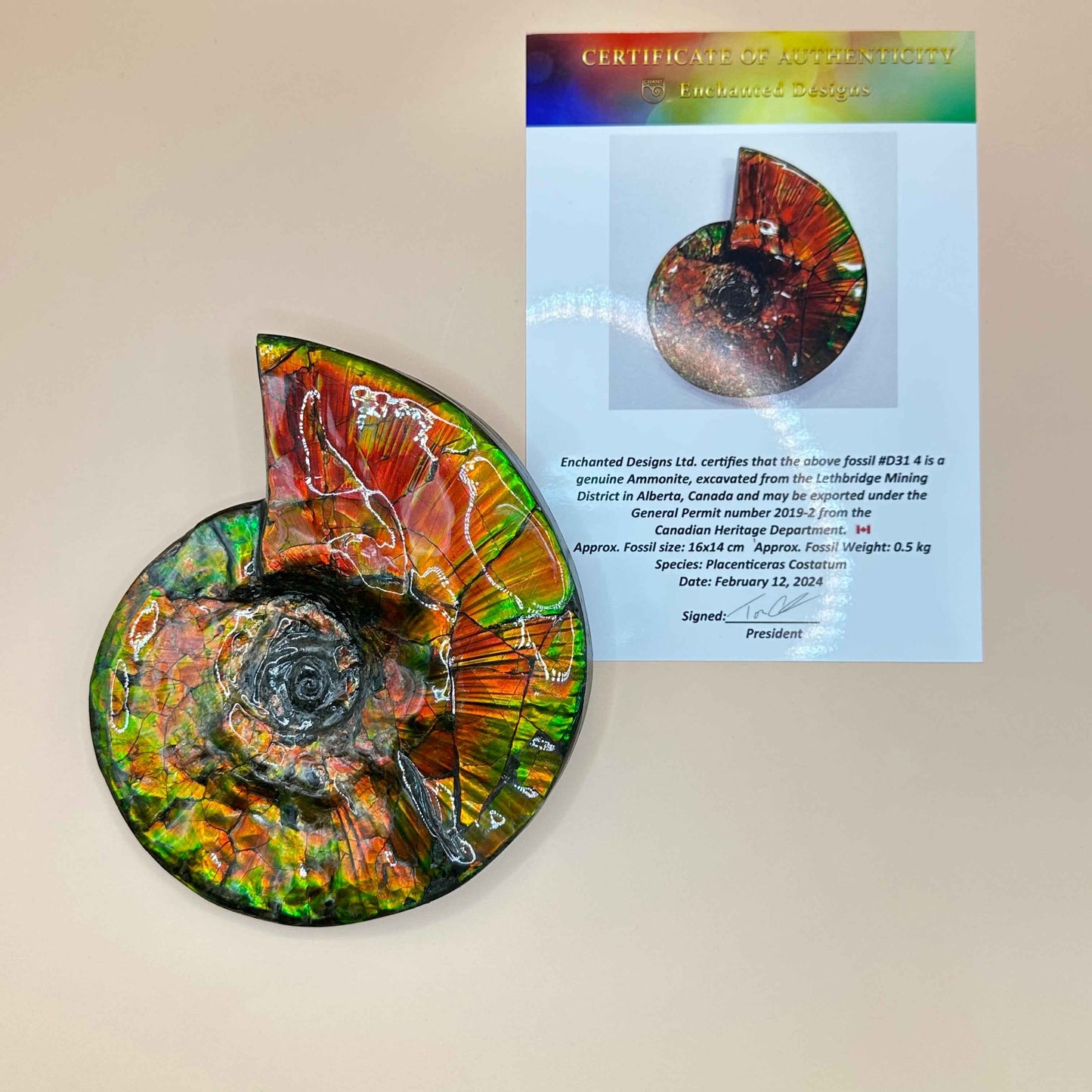 斑彩風水螺M20255(D314)