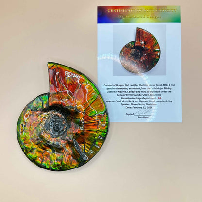 斑彩風水螺M20255(D314)