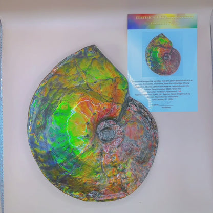 天然水晶 - 斑彩風水螺M20253