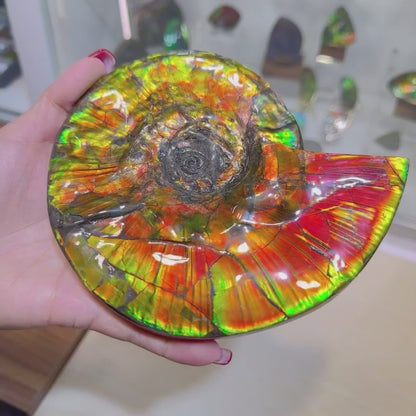 天然水晶 - 斑彩風水螺M20255(D314)